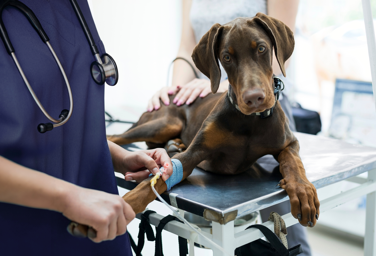 Dog receiving intravenous fluid therapy, representing veterinary healthcare products